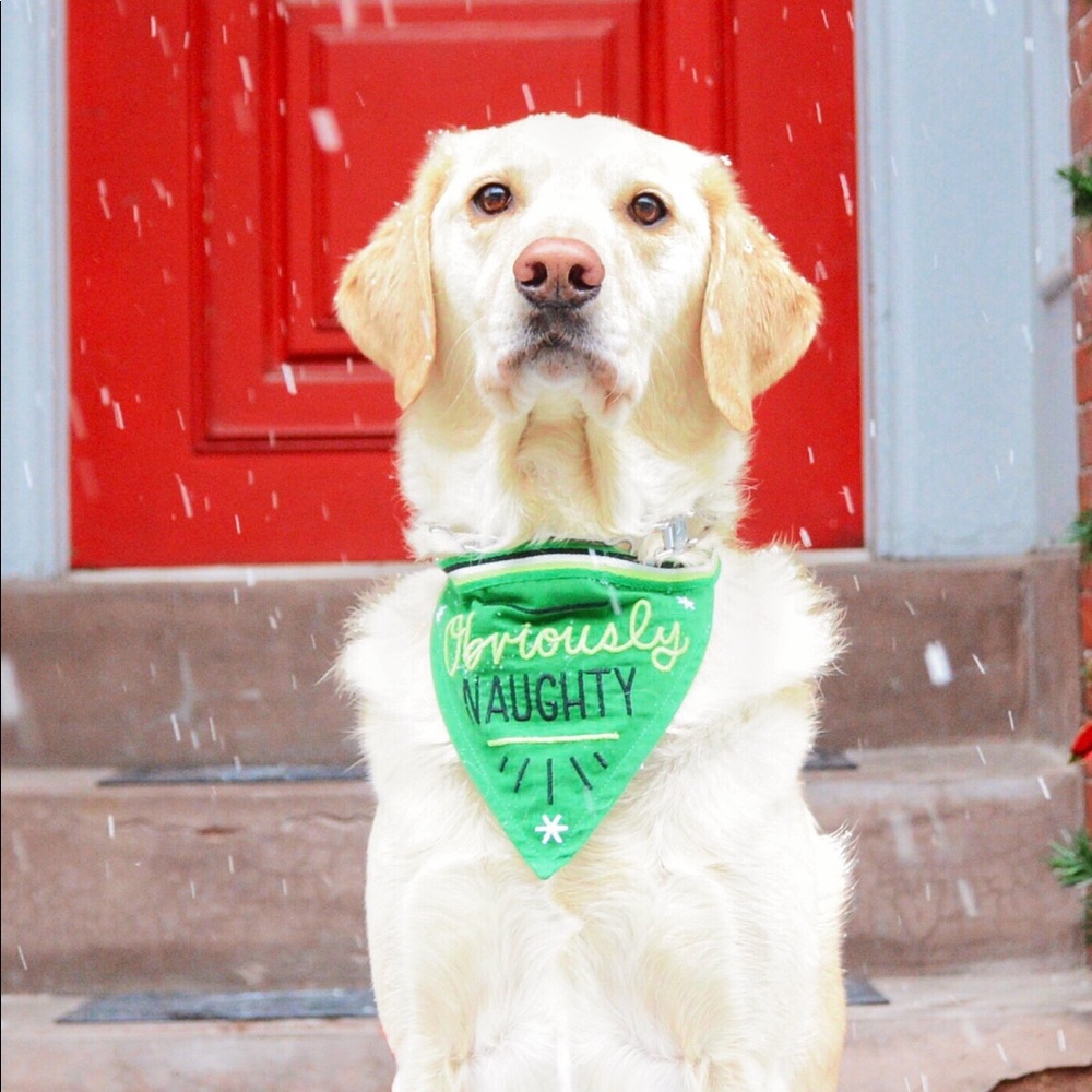 Easy Tiger Holiday Bandana